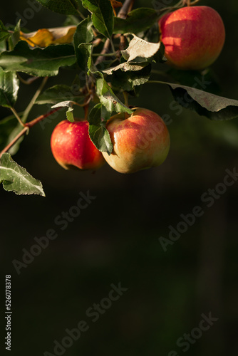 Wallpaper Mural A red apple hangs on a tree with leaves. Agriculture, agronomy, industry Torontodigital.ca