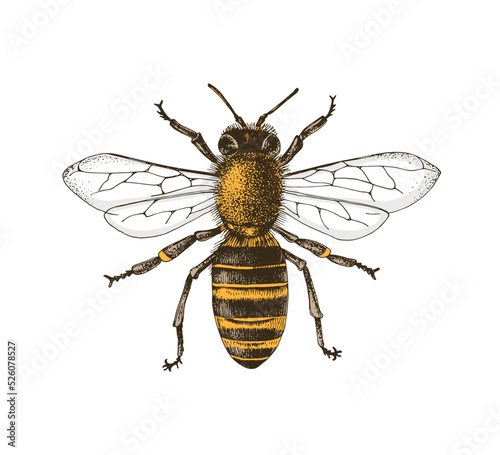 Fototapeta Sketch honey bee top view vector drawing.