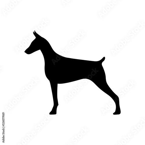 Doberman silhouette black. Dog vector illustration