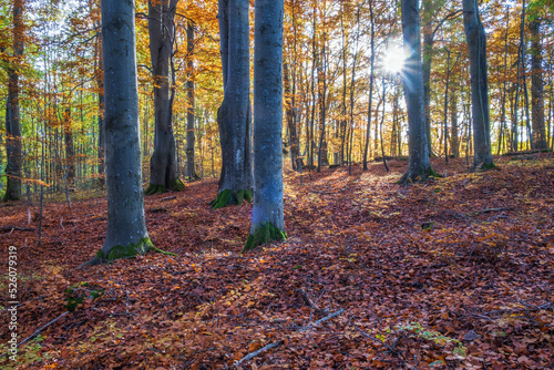 Sun shining through the beech forest in autumn