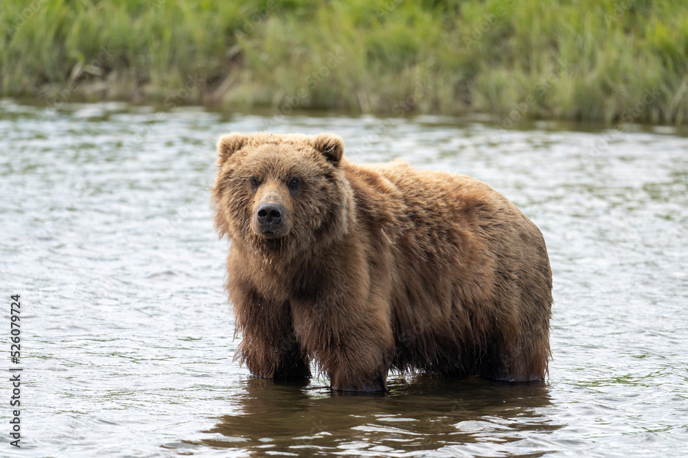 Alaskan brown bear at McNeil River Alaskan brown bear at McNeil River