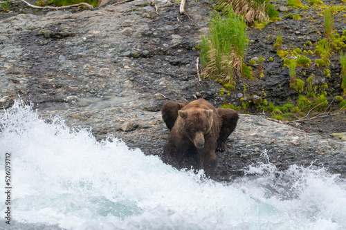 Alaskan brown bear at McNeil River photo