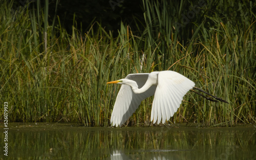 Ardea alba, white heron portrait. Great White Egret in flight with open wings , (Ardea Alba) Bird in flight 