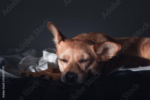 Portrait of a brown mixed-breed dog sleeping in a dark room with dimmed light. Dog's sleep concept © Marta Nogueira