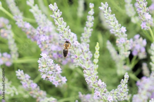 Blooming lavender, a bee collecting nectar from lavender flowers