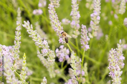 Blooming lavender, a bee collecting nectar from lavender flowers