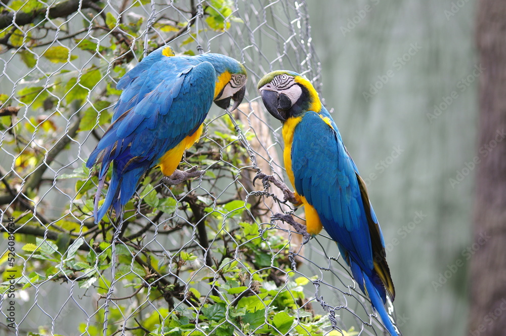 Obraz premium The blue-and-yellow macaw (Ara ararauna), also known as the blue-and-gold macaw, is a large South American parrot with mostly blue top parts and light orange underparts, with gradient hues of green on