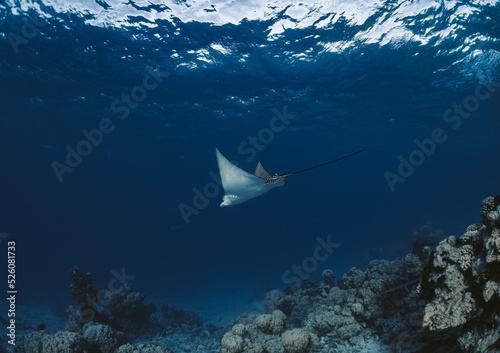 French Polynesia, Fakarava photo