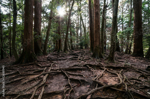 京都の鞍馬山にある木の根道