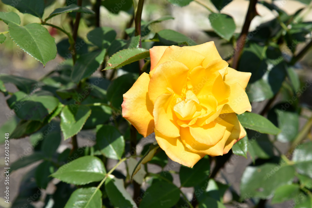 Yellow tea roses close-up in the summer garden. Beautiful yellow rose. Yellow tea roses close-up in the summer garden. Beautiful yellow rose.