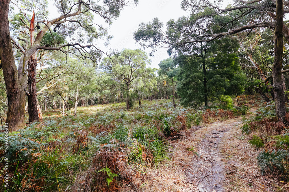 Two Bays Walking Track in Victoria Australia Two Bays Walking Track in Victoria Australia