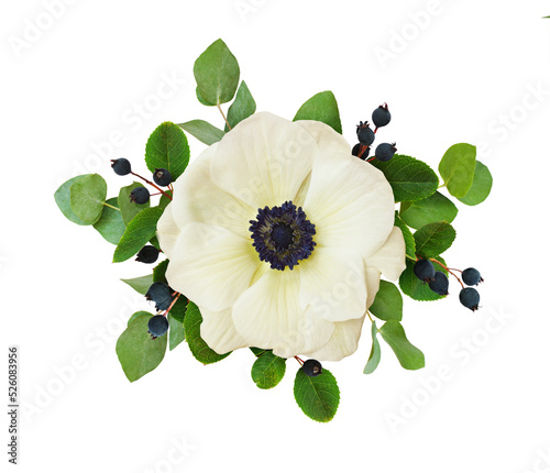 White anemone flower, black...