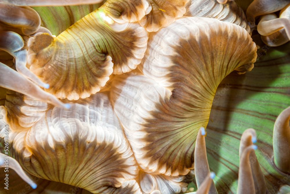 Aggregate Anemone Mouth Aggregate Anemone Mouth