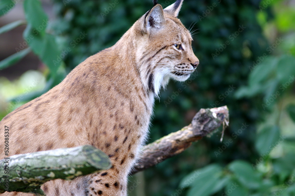 Lynx lynx carpathicus - The Carpathian lynx (Lynx lynx carpathicus) is a subspecies of the Eurasian lynx found in the Carpathian Basin of Romania, Slovakia, Hungary, Ukraine and Bulgaria. Lynx lynx carpathicus - The Carpathian lynx (Lynx lynx carpathicus) is a subspecies of the Eurasian lynx found in the Carpathian Basin of Romania, Slovakia, Hungary, Ukraine and Bulgaria.