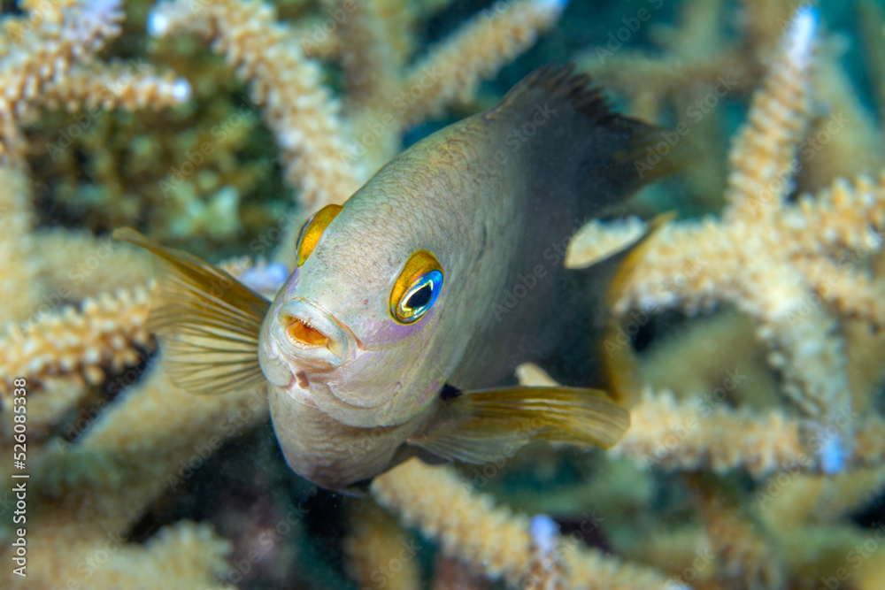Obraz premium Damselfish in coral