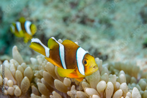 Fototapet Yellow clownfish on anemone