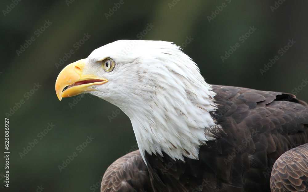 Fototapeta premium Close up of a Bald Eagle's profile, England UK 
