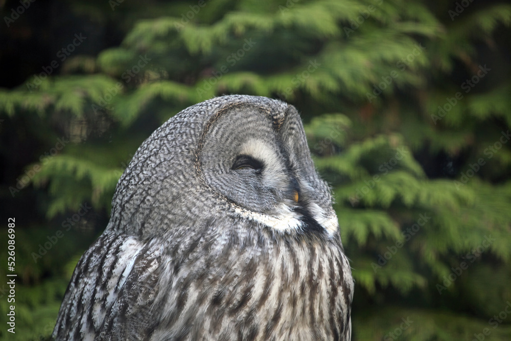 Fototapeta premium Close up of a Great Grey Owl, England UK 