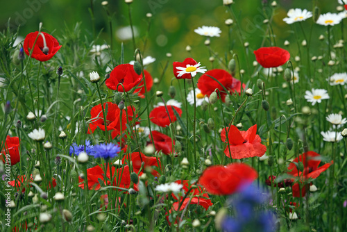 Poppies and Oxeye Daisies, Gloucestershire England UK 