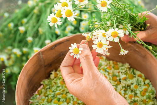 young woman plucks medical chamomile flowers for drying and harvesting for medicinal tea and homemade lotion