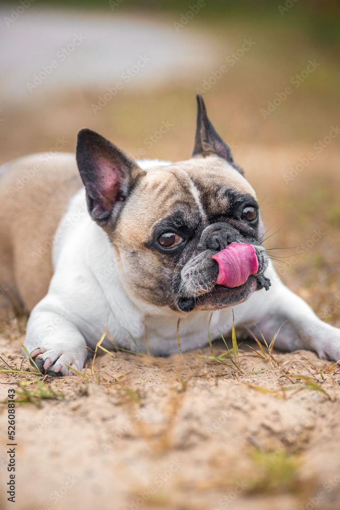 French bulldog laying down in nature and licking nose. Animal portrait.