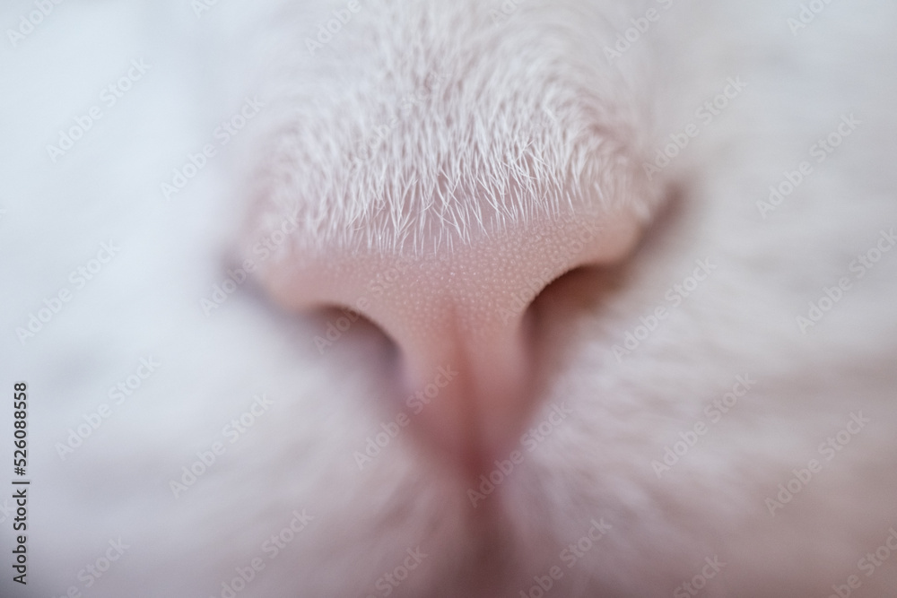 Lovely white cat's nose, macro view. Lovely white cat's nose, macro view.