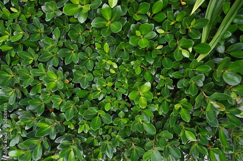 Banyan Tree is a medium-sized perennial plant. There are fresh green leaves, oval, pointed leaves, popular garden decorations. Scientific name: Ficus annulata. Family name: MORACEAE. Green background Banyan Tree is a medium-sized perennial plant. There are fresh green leaves, oval, pointed leaves, popular garden decorations. Scientific name: Ficus annulata. Family name: MORACEAE. Green background