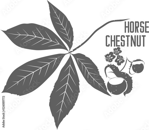 Bilde på lerret Branch Horse Chestnut with nuts and flowers vector silhouette