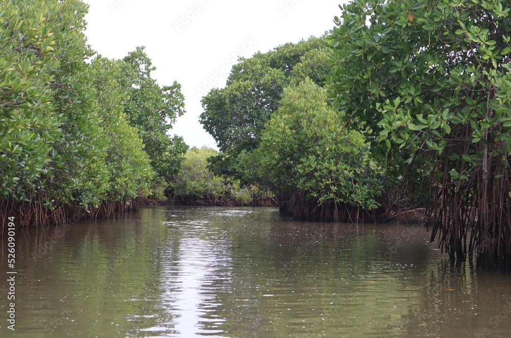 Mangrove forest surrounded by bushes on both sides and a path in the middle. Mangrove forest surrounded by bushes on both sides and a path in the middle.