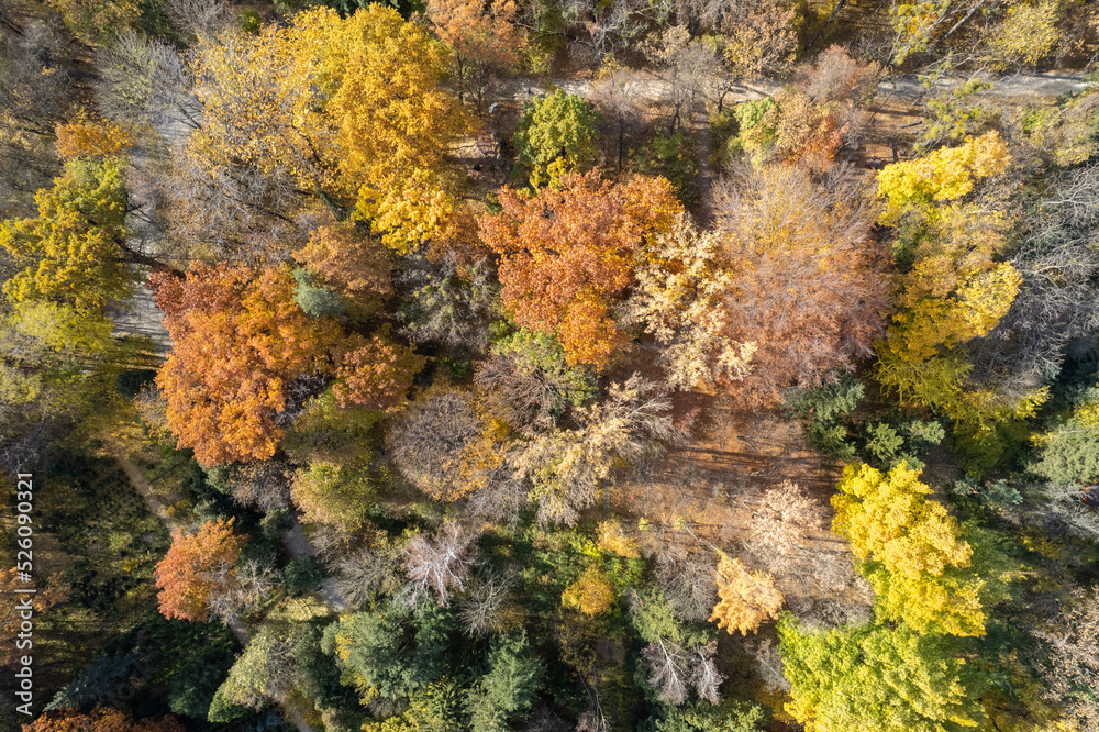 Drone view of forest path in fall season.