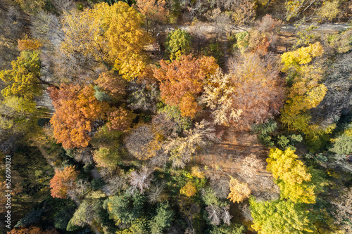 Drone view of forest path in fall season.