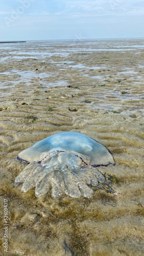 Jellyfish at the beach