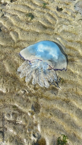 Jellyfish at the beach