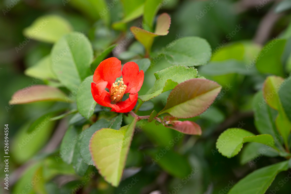 Red flowers of the Japanese flowering Quince Chaenomeles x superba Red flowers of the Japanese flowering Quince Chaenomeles x superba
