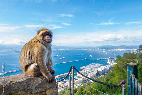 A perfect day with Gibraltar macaques © Fotosever.cz
