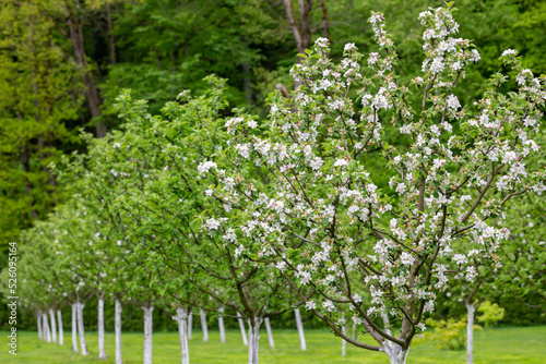 Apple garden, blossom on tree. Flowering orchard in spring time. Seasonal background.