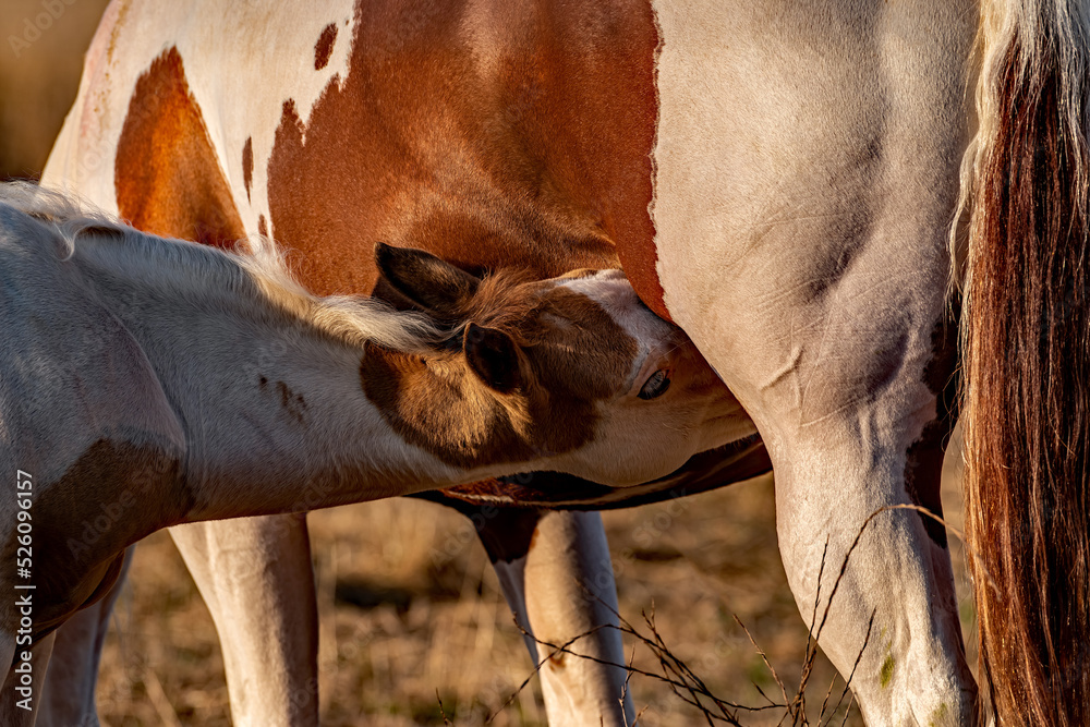Obraz premium Frühstück bei Mama