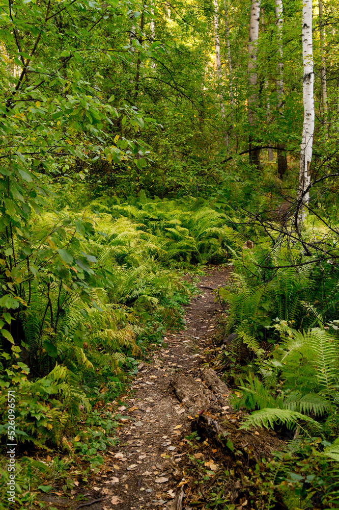 Autumn landscape: a path through a forest overgrown with ferns. Autumn landscape: a path through a forest overgrown with ferns.