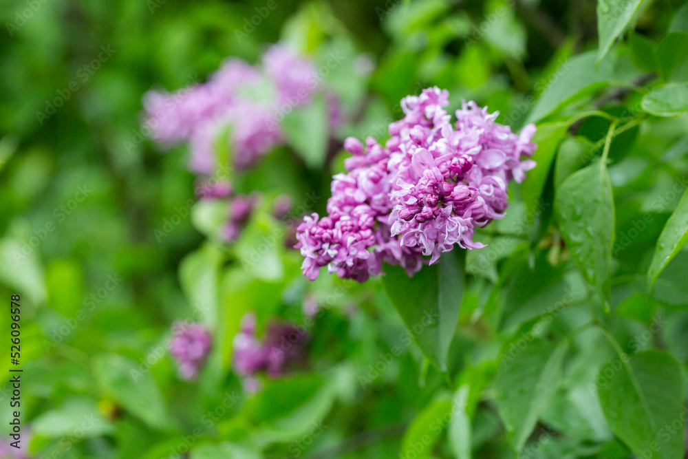 Syringa. Blooming branches of lilac close-up. Lush bloom of lilacs. Syringa. Blooming branches of lilac close-up. Lush bloom of lilacs.