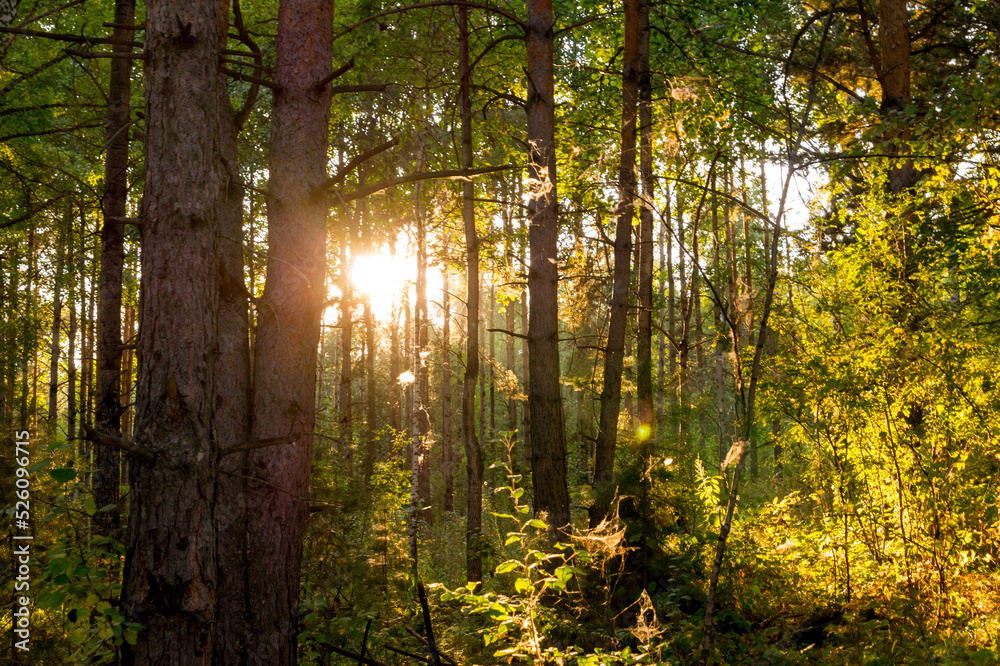 Fototapeta premium Autumn landscape. The sun's rays in the evening forest.