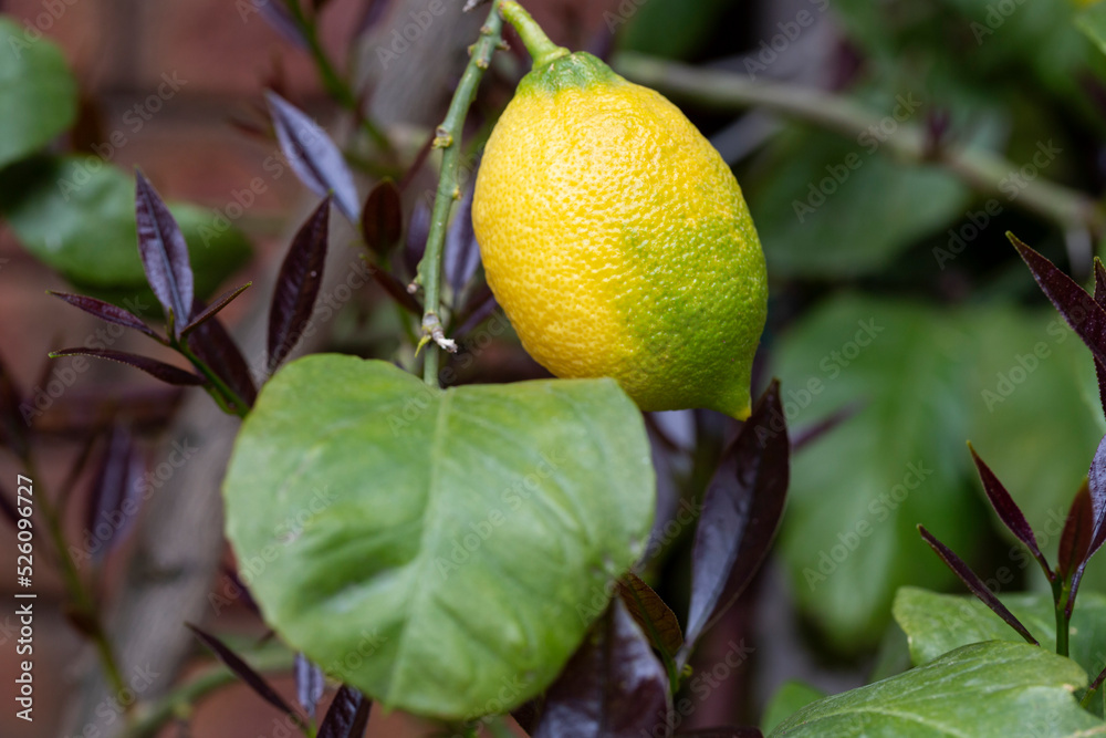 Bunches of fresh yellow ripe lemons on lemon tree branches garden
