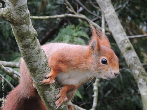 red squirrel on a tree