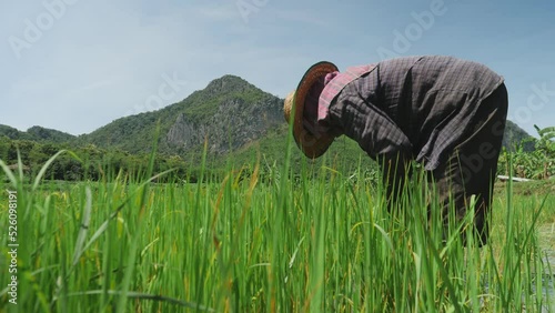 Elderly farmer working uprooting rice seedling for transplanting in rice field. Farmers grow rice in the rainy season.