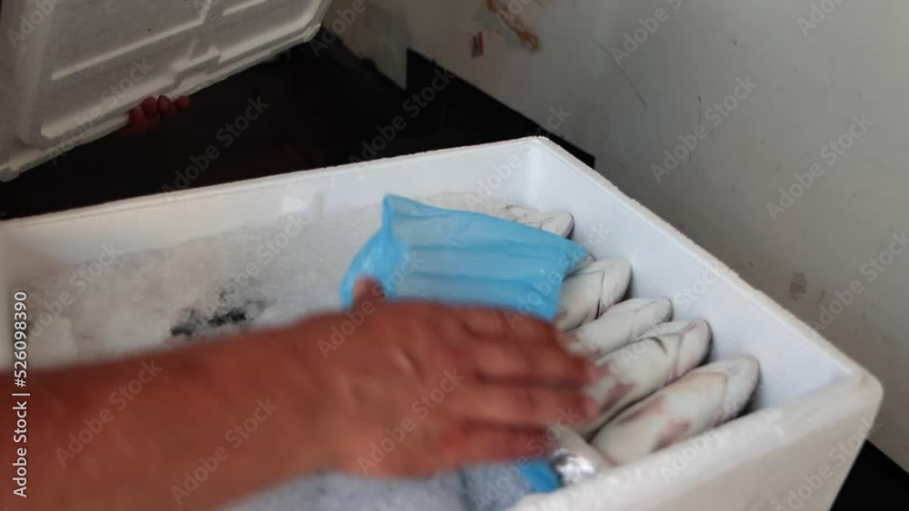 Male vendor is opening box filled with fish and ice, close-up 4k. Male vendor is opening box filled with fish and ice, close-up 4k.