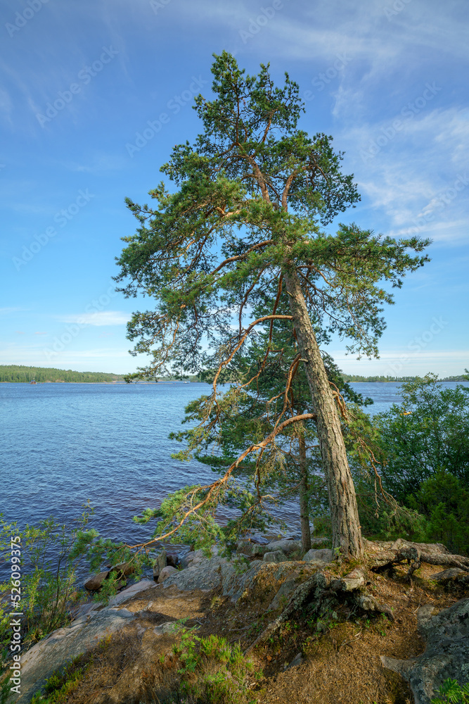 One pine tree on a rock by the lake.