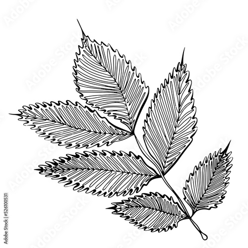 Leaf in graphic line style. Doodle vector illustration