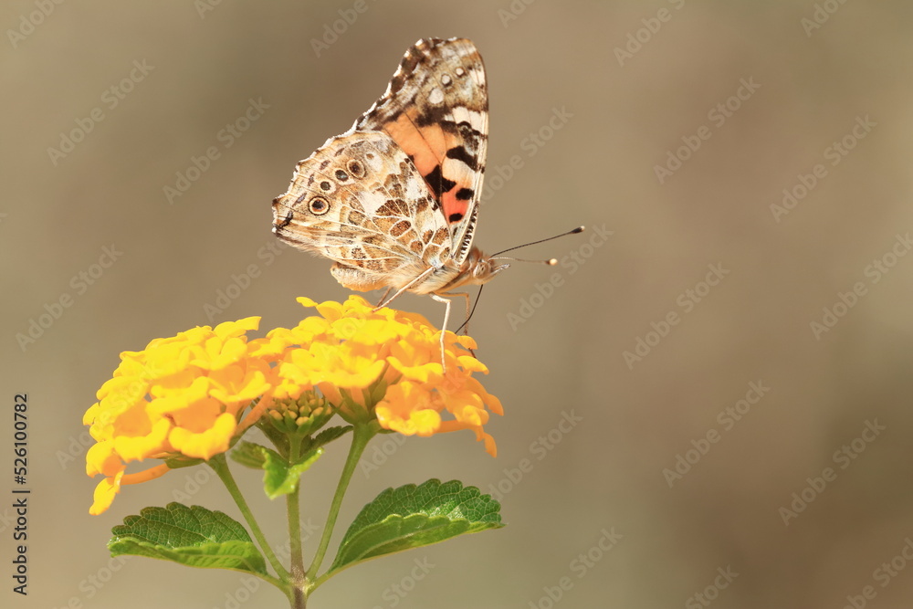 Fototapeta premium Colorful butterfly Painted lady (Vanessa cardui) on yellow flower