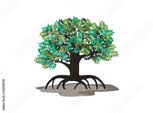 Mangrove Tree and roots  vector, a tree that grows on a swamp supported by strong roots