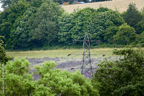 Lavender fields in Kent, UK, August photo