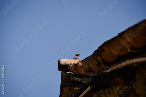 lizard on the roof of the house, vertebrate animal, hemidactylus frenatus, hemidactylus , squamatan tropical domestic gecko photo